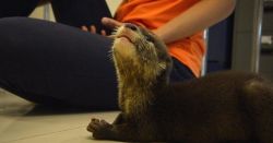 2 female and 1 male otter for sale