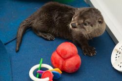 otter for sale