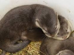 Friendly home raised Asian Otters for sale Text or Call xxx-xxx-xxxx