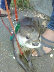 otter for sale