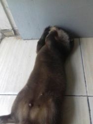 male and female otters available