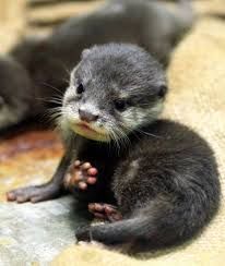 Potty raised Asian small Clawed Otters for sale .Text xxx-xxx-xxxx