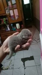new baby otter for sale