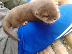 otters for sale