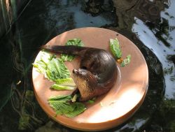 Asian small Clawed Otters ready now Text (xxx) xxx-xxx2