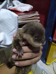 baby otters for sale