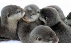 Adorable male and female Otters for sale