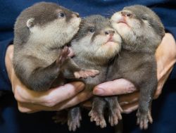 Adorable Otters for adoption