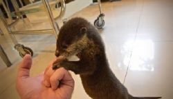 Asian Small Clawed Otters For Sale text xxx-xxx-xxxx