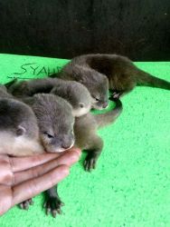 Baby otter for adoption