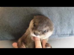 USDA male and female otter for adoption