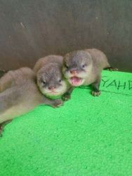 Babies otter for sale