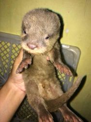 Otters Available Male and Female Otter
