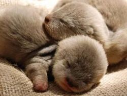 baby otters for sale