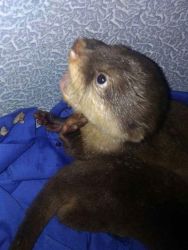Asian Small Clawed Otters For Sale Text Or Call xxxxxxxxxx