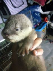 male and female otter for sale