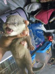 asian small clawed otter for sale