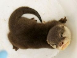 Asian Small Clawed Otters For Sale Text Or Call (xxx)-xxx-xxxx