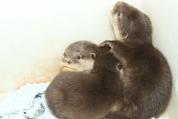 Asian Clawed Baby Otters For Sale