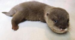 Asian Clawed Baby Otters For Sale text (xxx) xxx-xxx5
