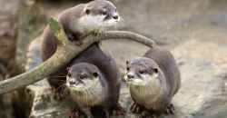 Adorable male and female Otters