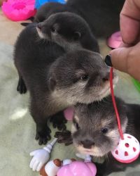 Asian Otters Babies For Sale