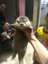 ASIAN SMALL CLAWED OTTERS FOR SALE