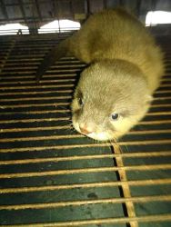 ASIAN SMALL CLAWED OTTERS LOOKING FOR GOOD HOME TEXT (xxx) xxx-xxx5