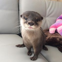 Asian Small Clawed Otters For Sale Text Or Call (xxx) xxx-xxx5