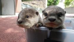 Adorable male and female Otters