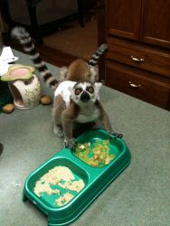 Baby Ring Tail Lemurs for sale