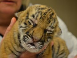 Siberian Tiger cubs for Adoption