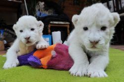 Tamed white lion cubs for sale TEXT::(xxx) xxx-xxx6