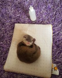 Asian small clawed baby Otters for sale