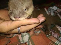 Asian small clawed otter for sale