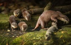Asian Clawed Baby Otters For Sale text xxxxxxxxxx