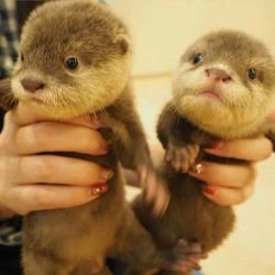 2 Asian Small Clawed Otter Babies For Sale Text:xxxxxxxxxx