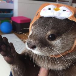 Asian Small Clawed Otters For Adoption