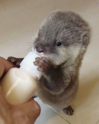 Baby Otters for sale