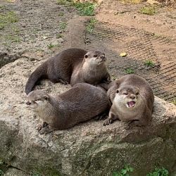 Adorable male and female Otters for adoption