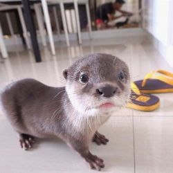 Asian Small Clawed Otters for sale