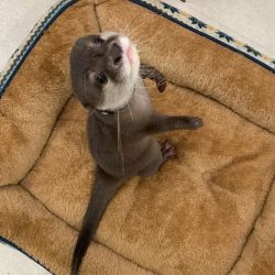Asian Otters For Rehome