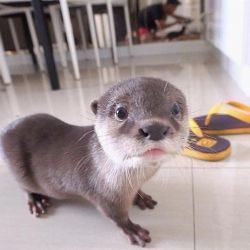 ADORABLE ASIAN SMALL-CLAWED OTTER