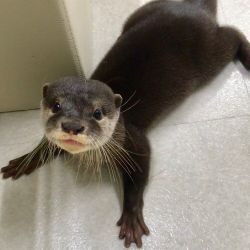 3 Otter Pups for sale