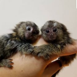2 Marmoset babies for a new home