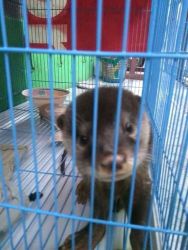 ASIAN SMALL CLAWED OTTERS for sale .