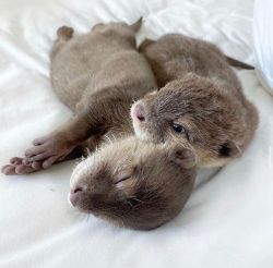 Asian small clawed otters