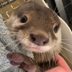 Asian Otters available for sale