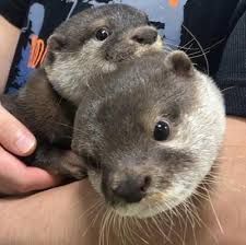 Baby otter for sale $500 deposit before appointment for pickup.