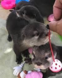 Asian Small Clawed Otters For Sale